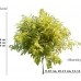Robinia akacjowa 'Frisia' DUŻE SADZONKI 250-300 cm, obwód pnia 8-10 cm (Robinia pseudoacacia)